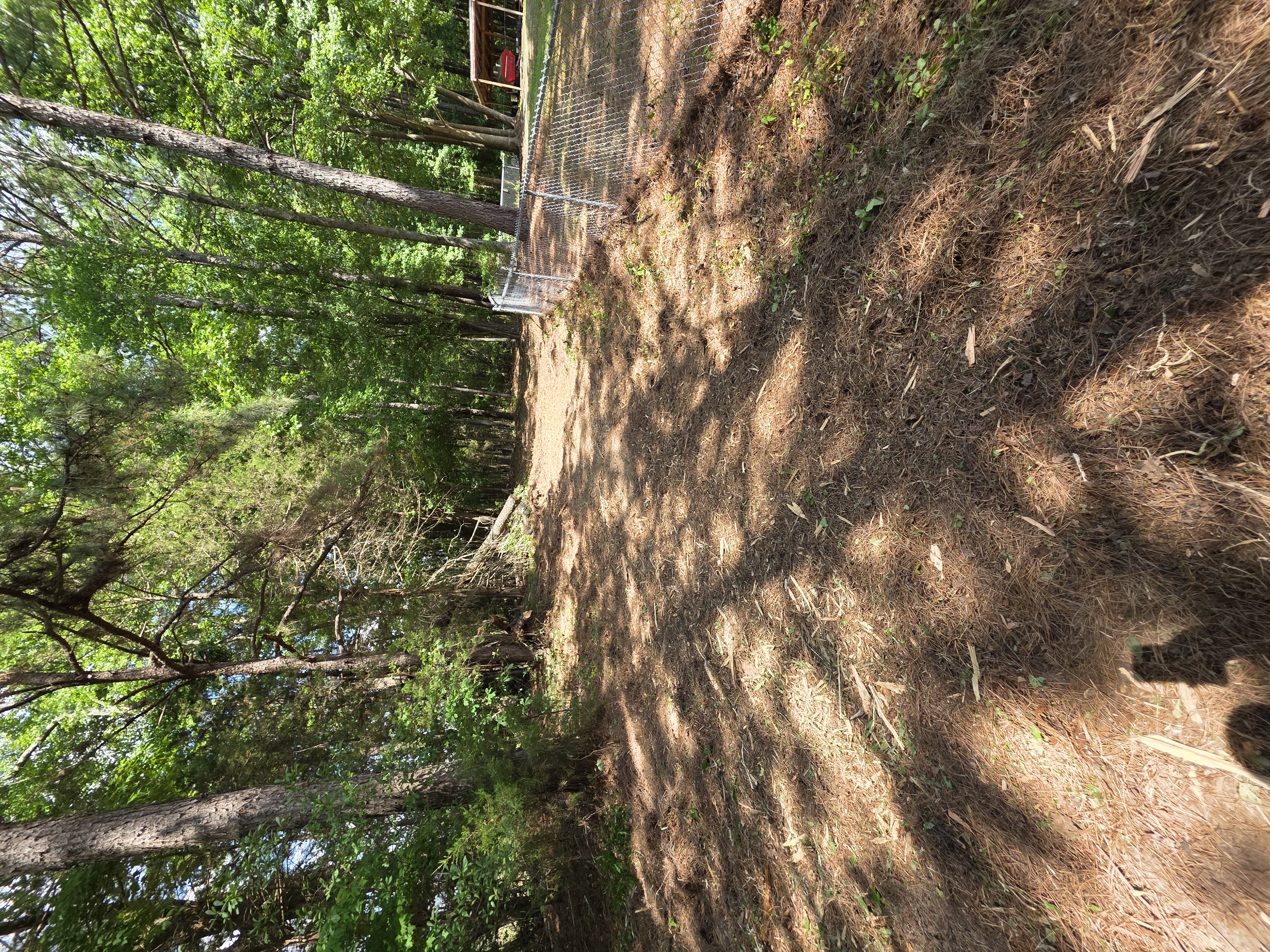 Fence line clearing completed in Charlotte NC — brush and vines removed along fence