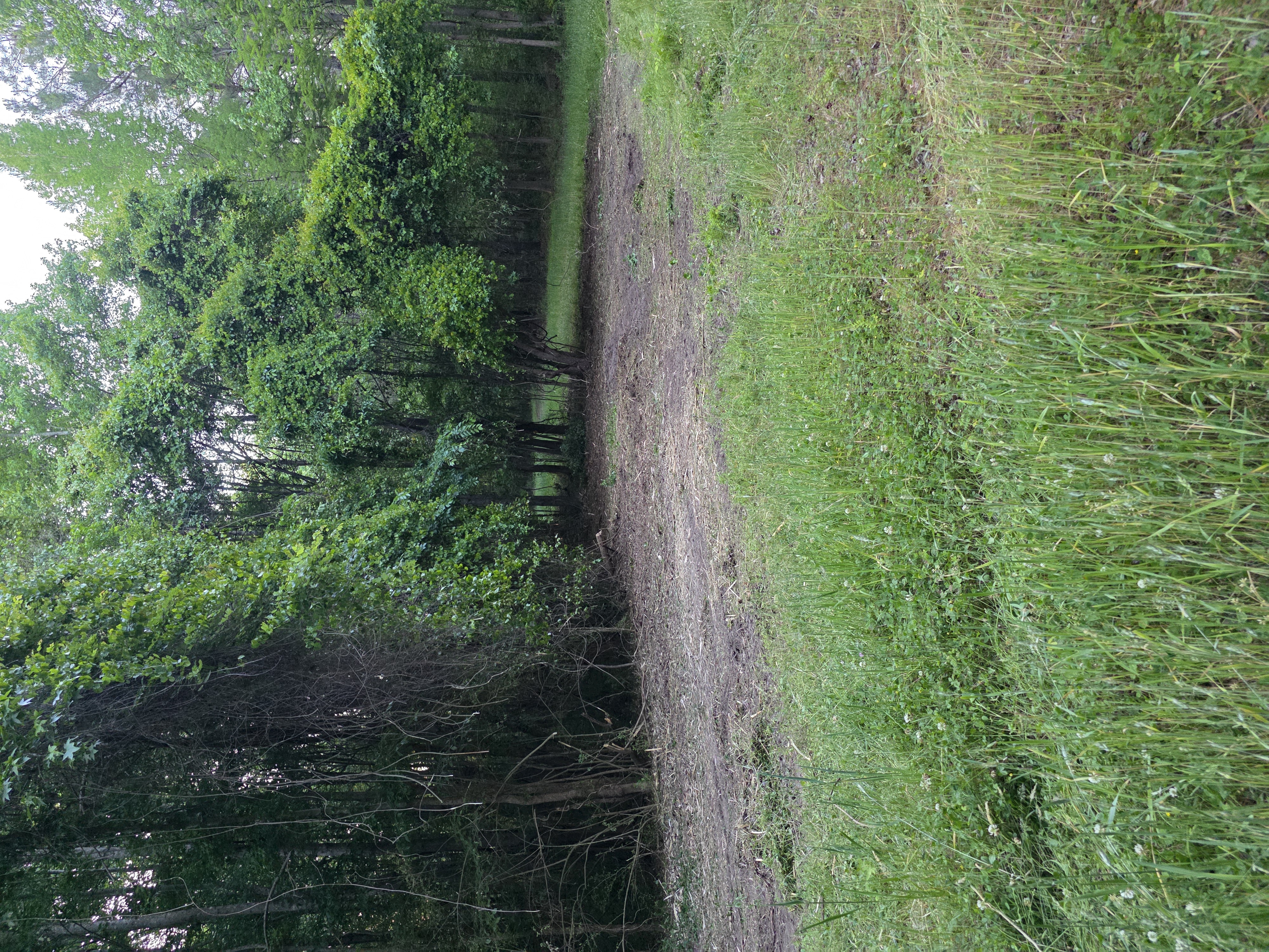 Hunting lane cleared on Eastern NC property — wide grassy lane through wooded land
