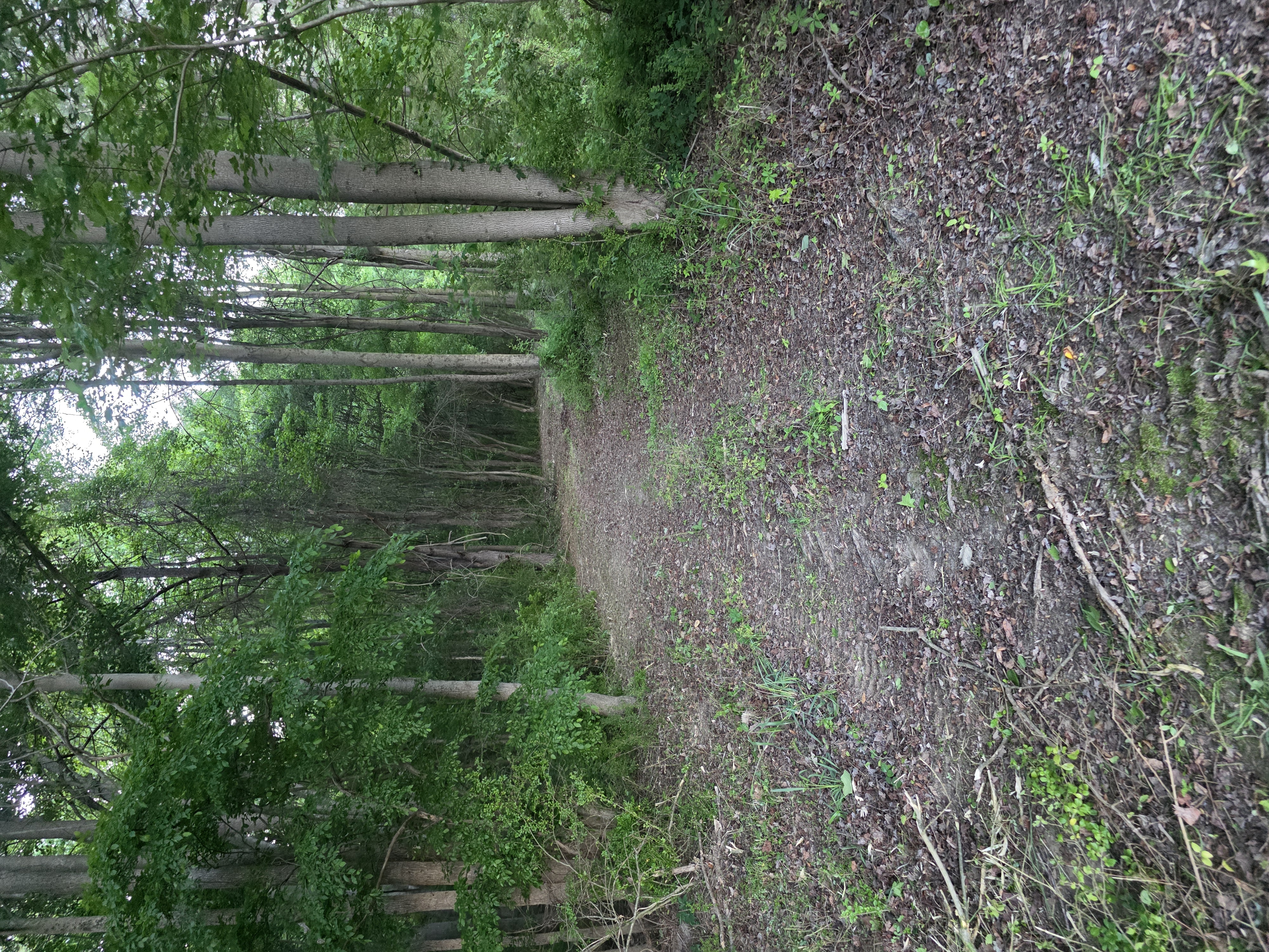 Hunting trail cut through forest in Eastern NC by Boneyard Habitat and Land Management