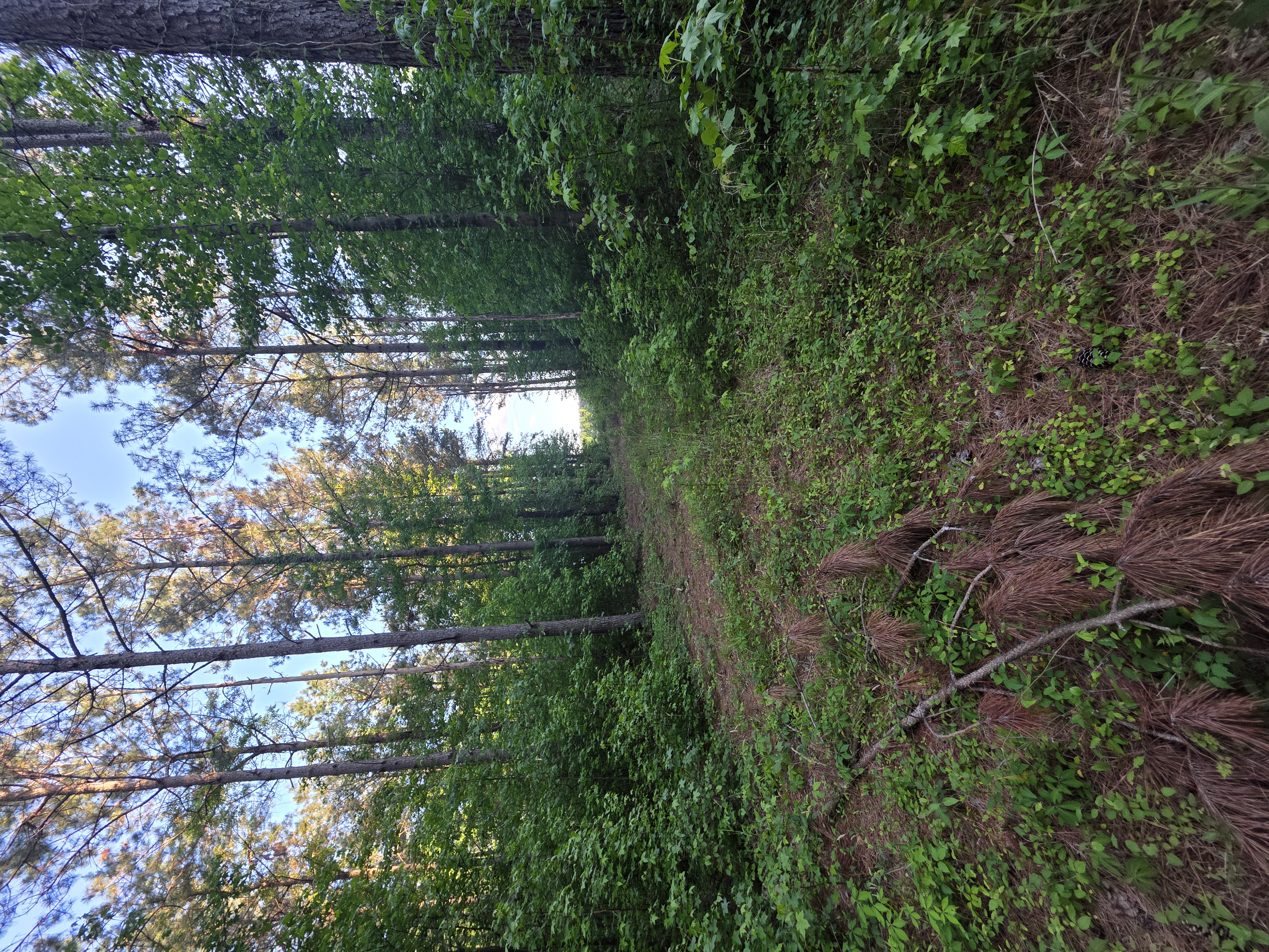 Pine forest trail cutting completed in Eastern NC — clear blue sky visible through pine canopy