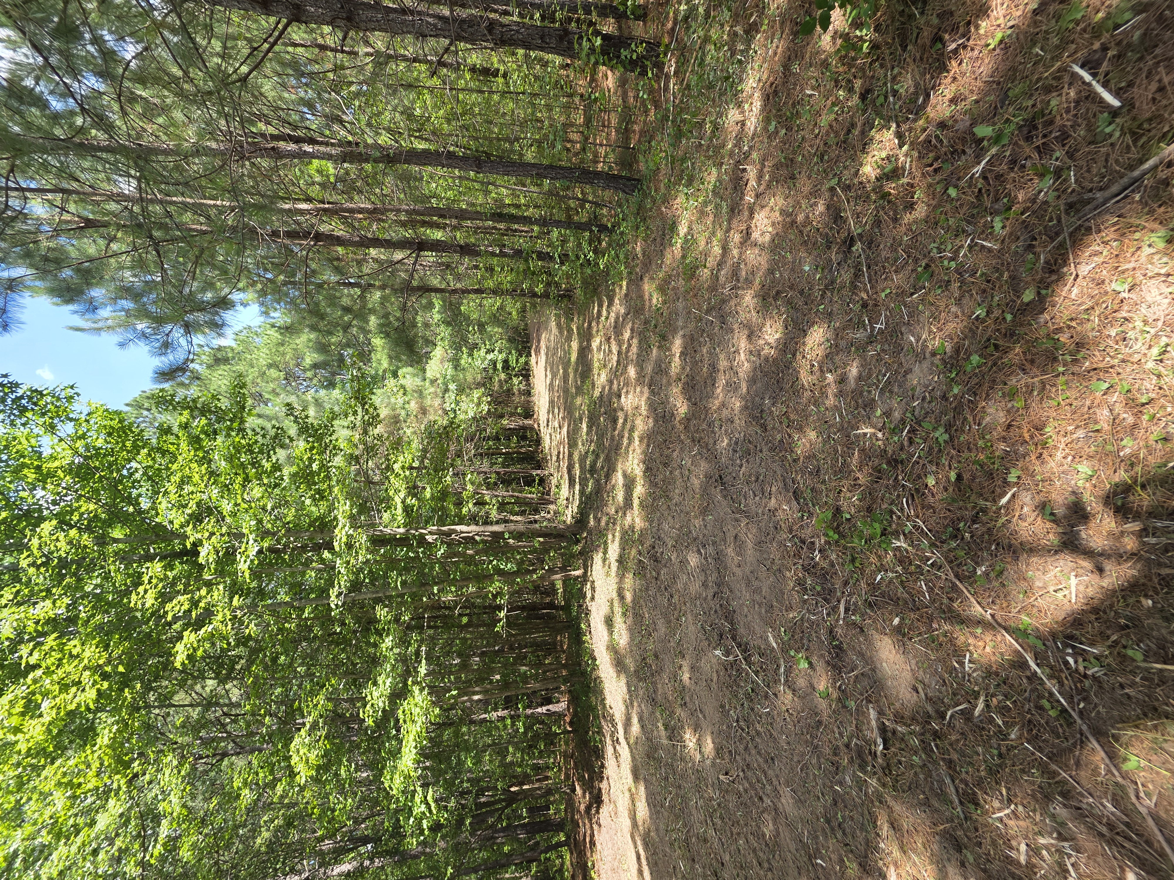 Trail cutting through pine forest completed in Charlotte Metro NC by Boneyard Habitat