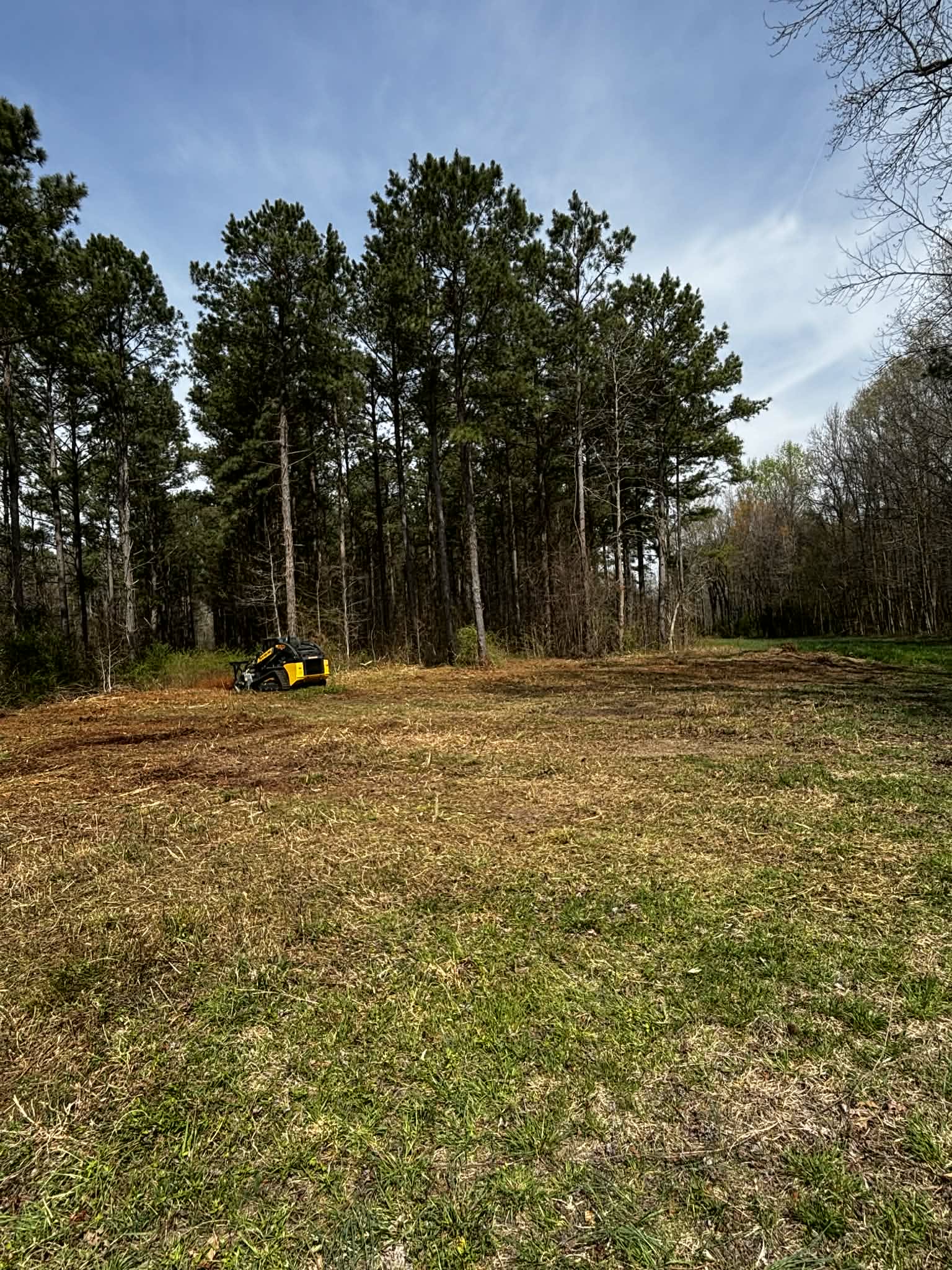 Storm damage tree cleanup
