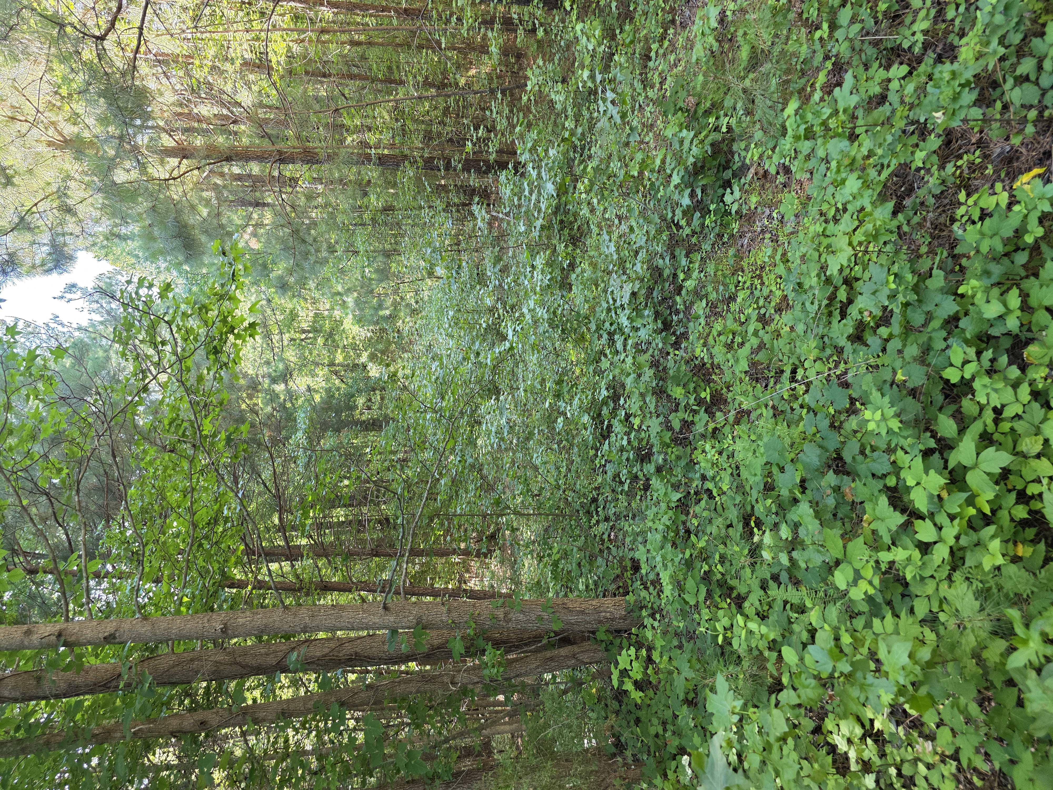 Overgrown forest before food plot clearing