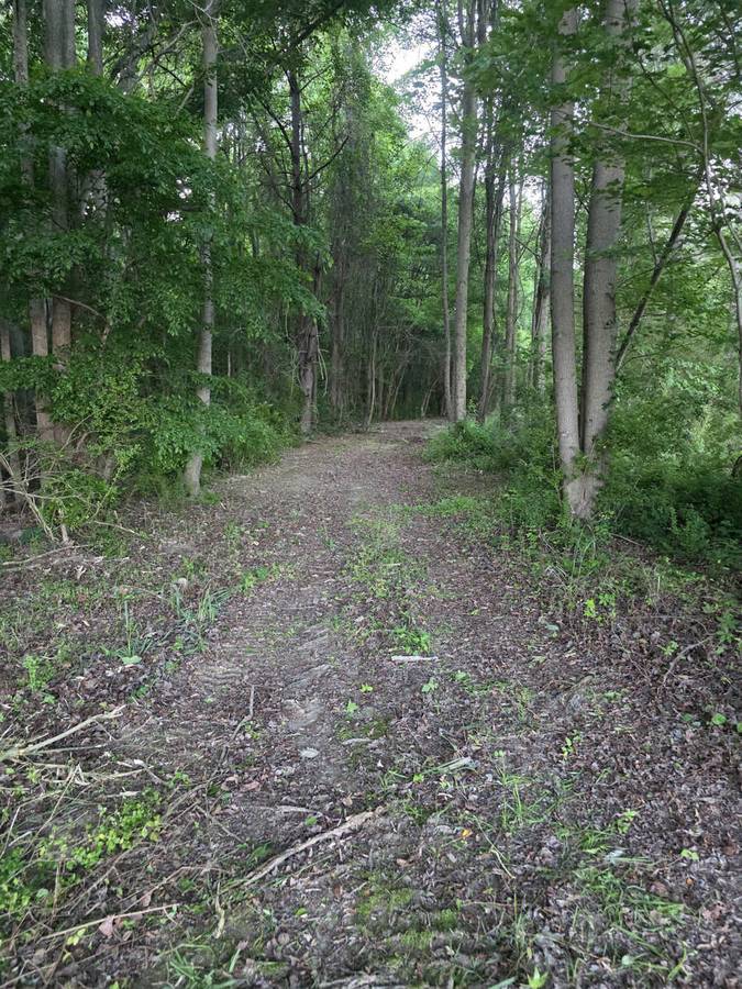 Clover & Wildflower Field Path