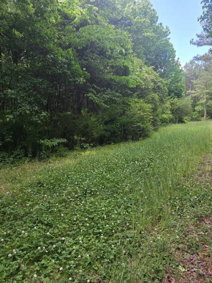 Hardwood Stand Habitat Improvement
