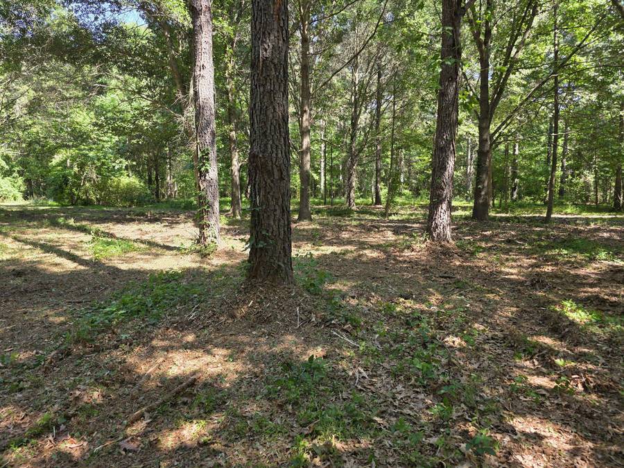Forest Trail &mdash; Tarboro NC