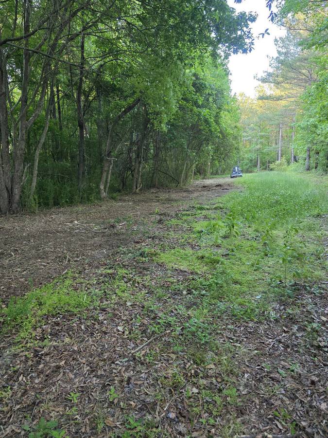 Forest Interior Cleared &mdash; Access Road