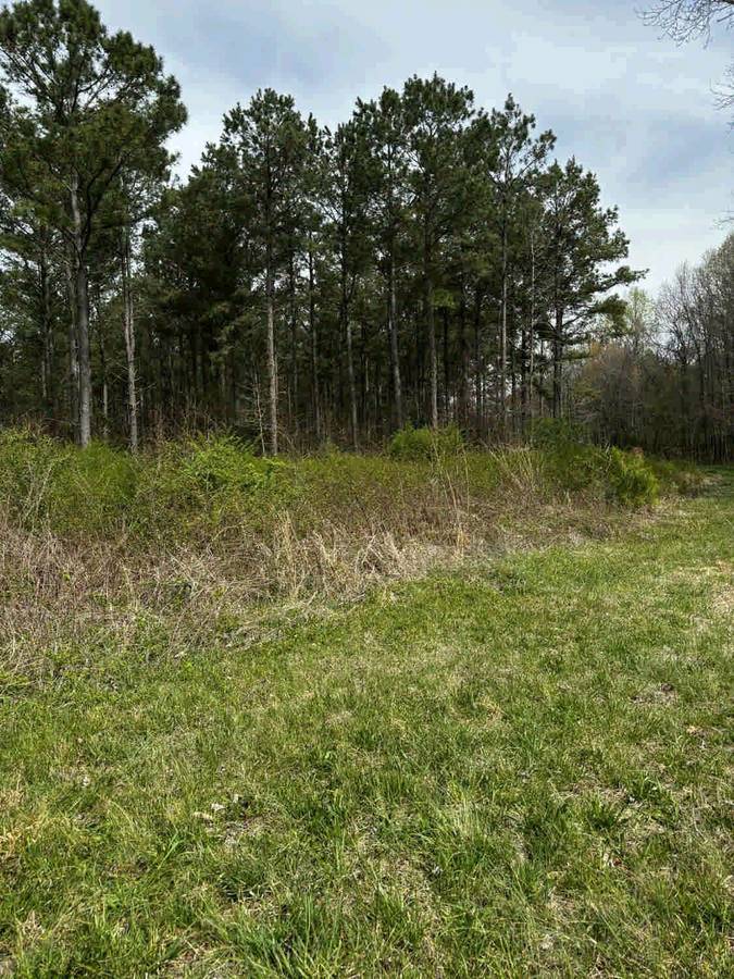 Grassland to Forest Edge Cleared