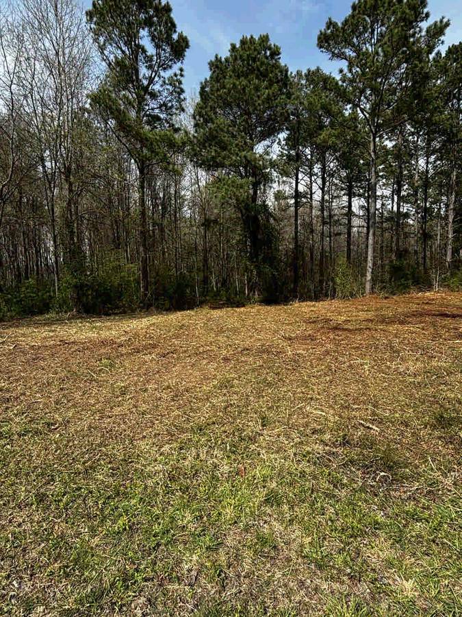 Spring Clearing &mdash; Pine Stand