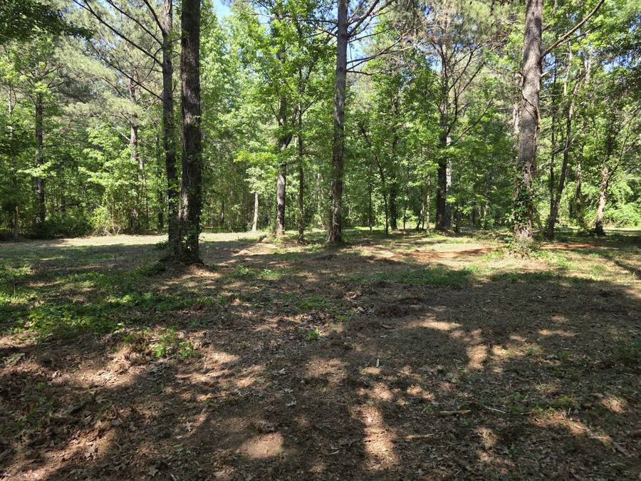 Trail Cut Through Dense Timber