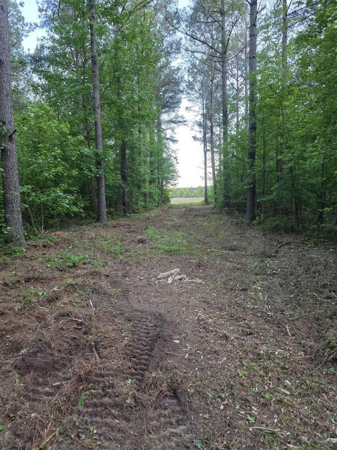 Forest Access Trail &mdash; Greenville NC